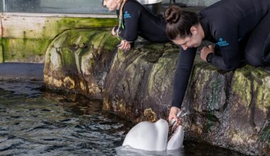 Beluga whale dies at Chicago aquarium days after coming from Canada park in rescue effort