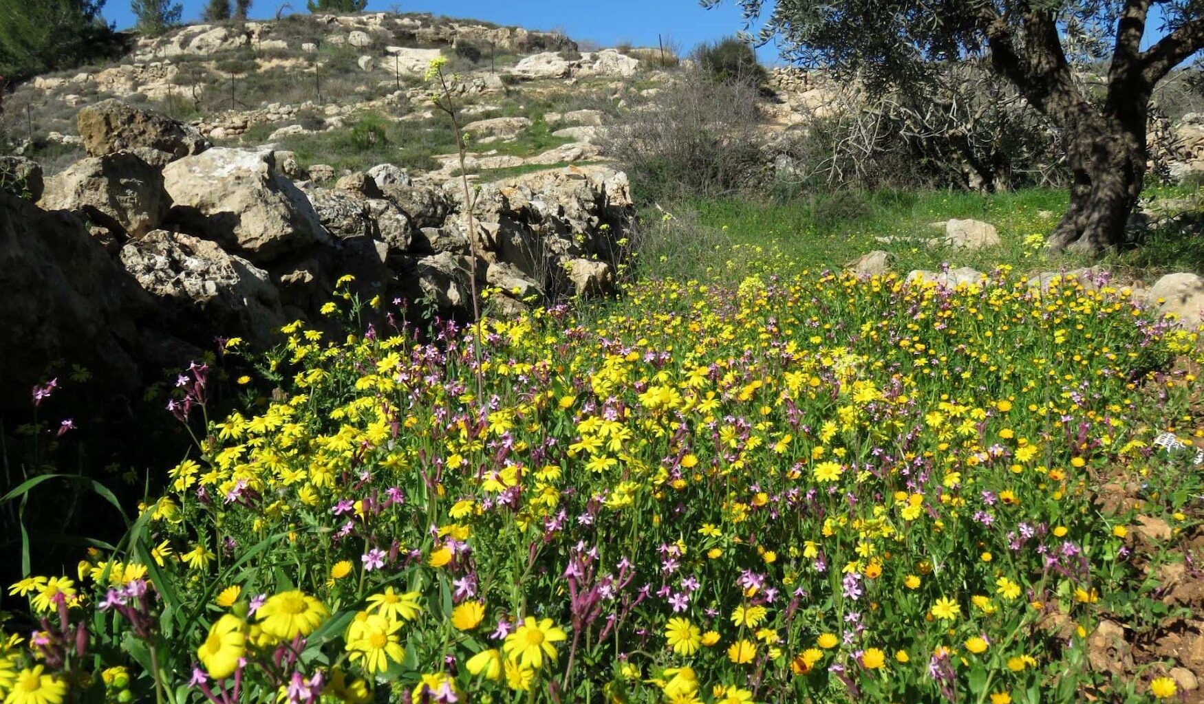 The Blogs: The Small Victories Saving Israel's Nature Today, a response to Alon Tal | Rachel Canar