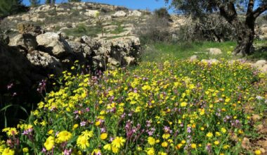 The Blogs: The Small Victories Saving Israel's Nature Today, a response to Alon Tal | Rachel Canar
