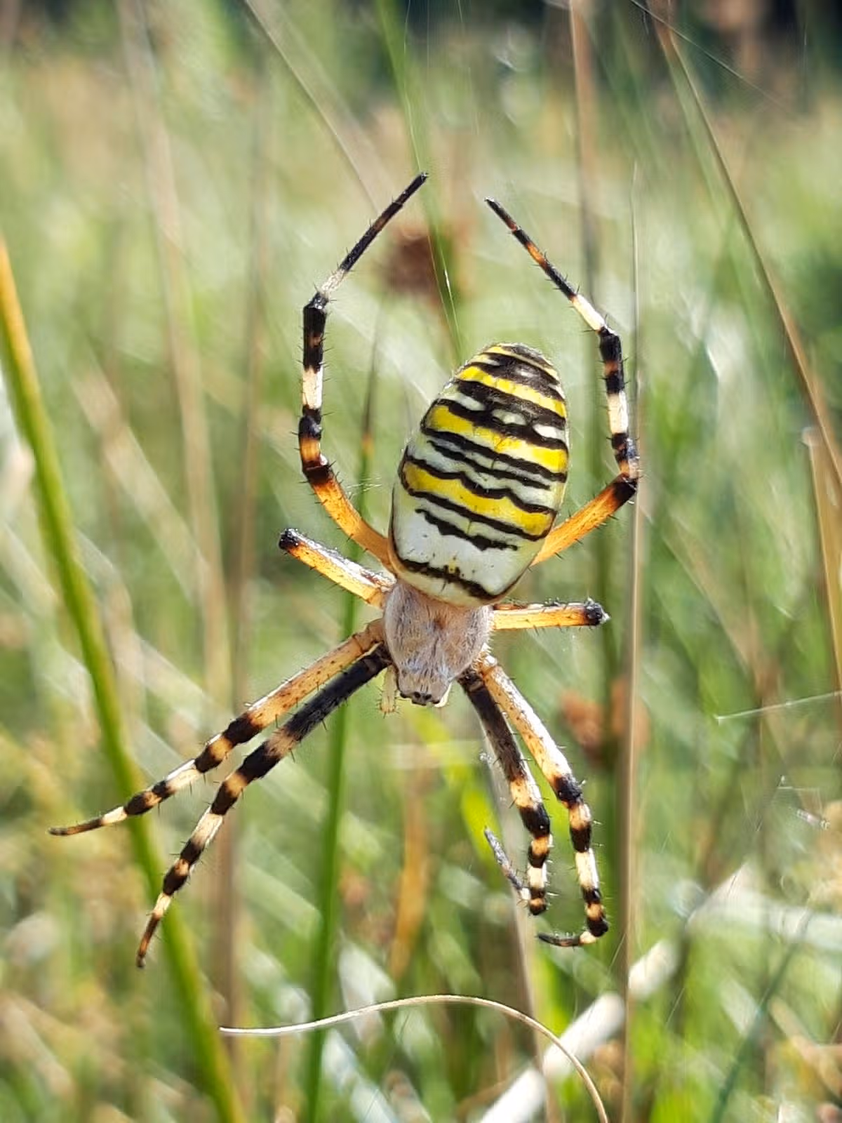 A picture of the rare wasp spider