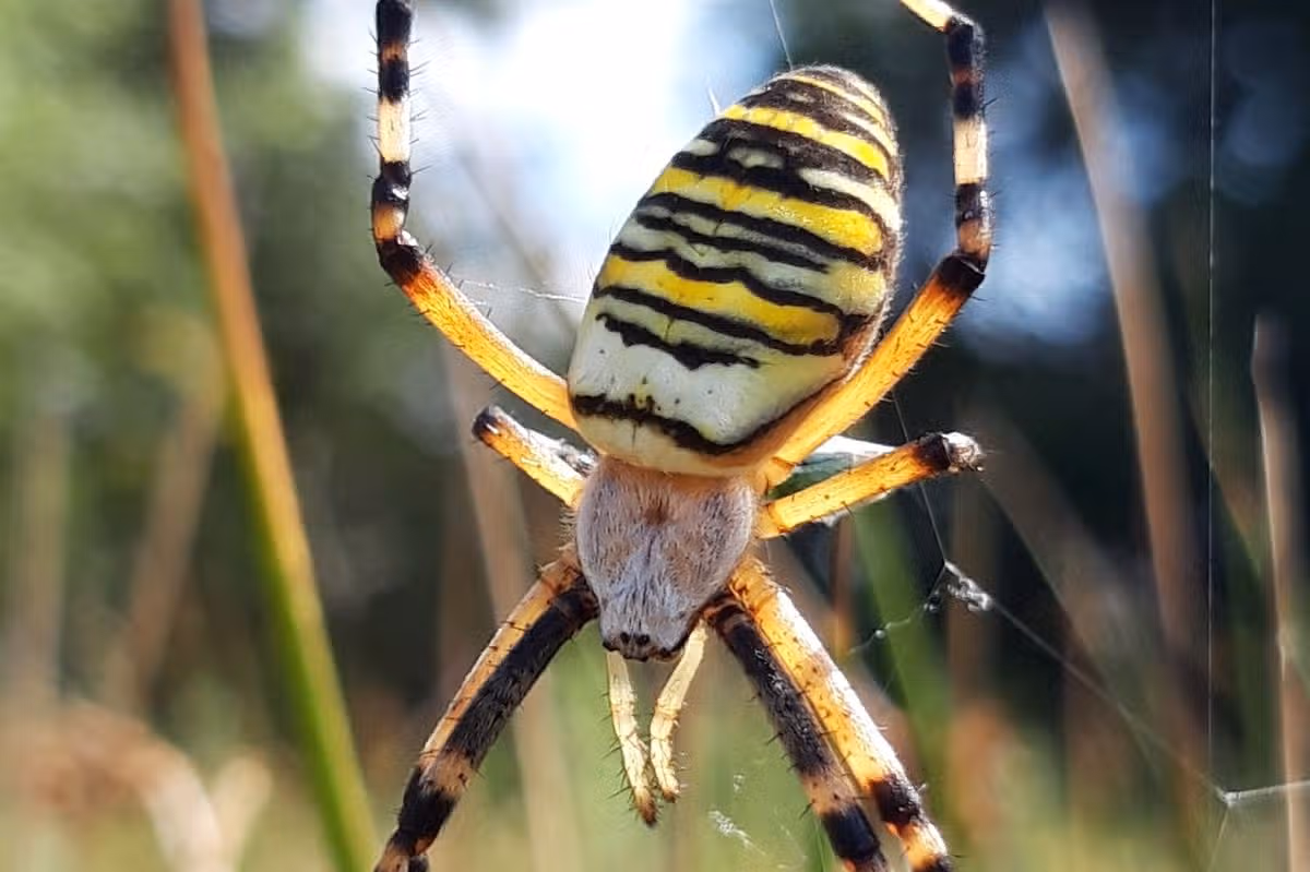 Wendy is the first wasp spider recorded in Cheshire 