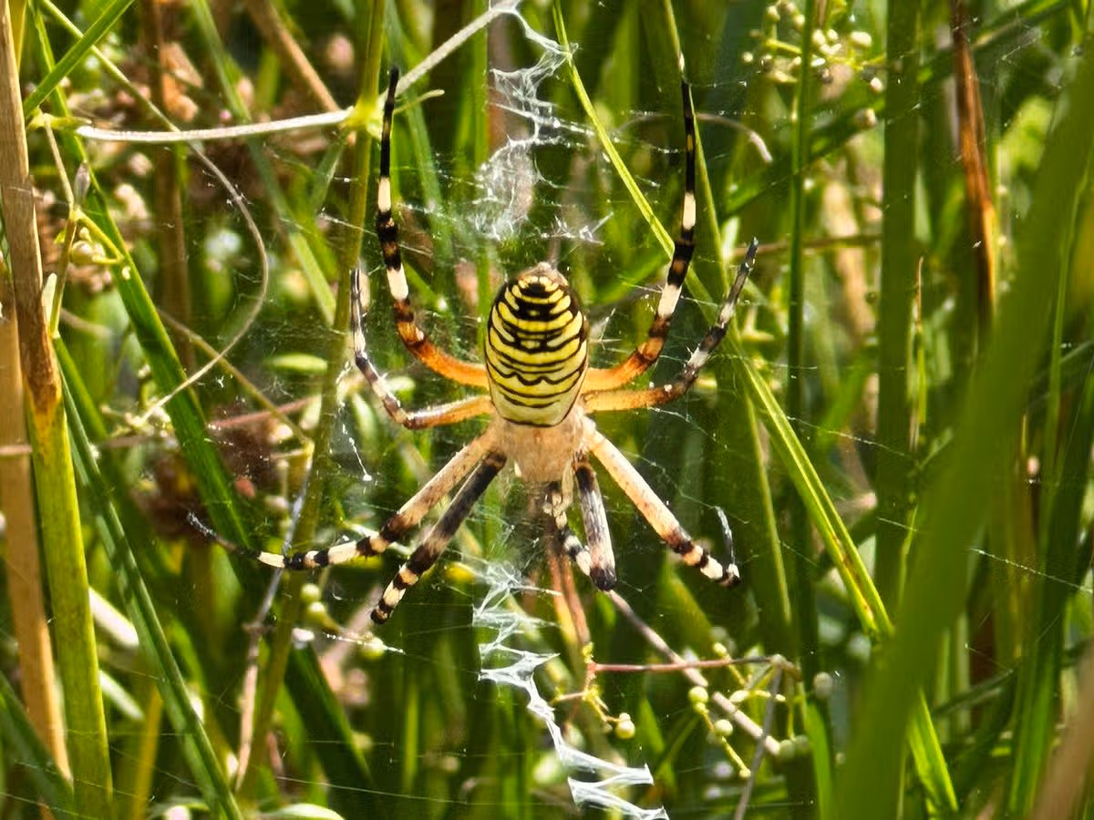 Striped ‘climate refugee’ spider found
