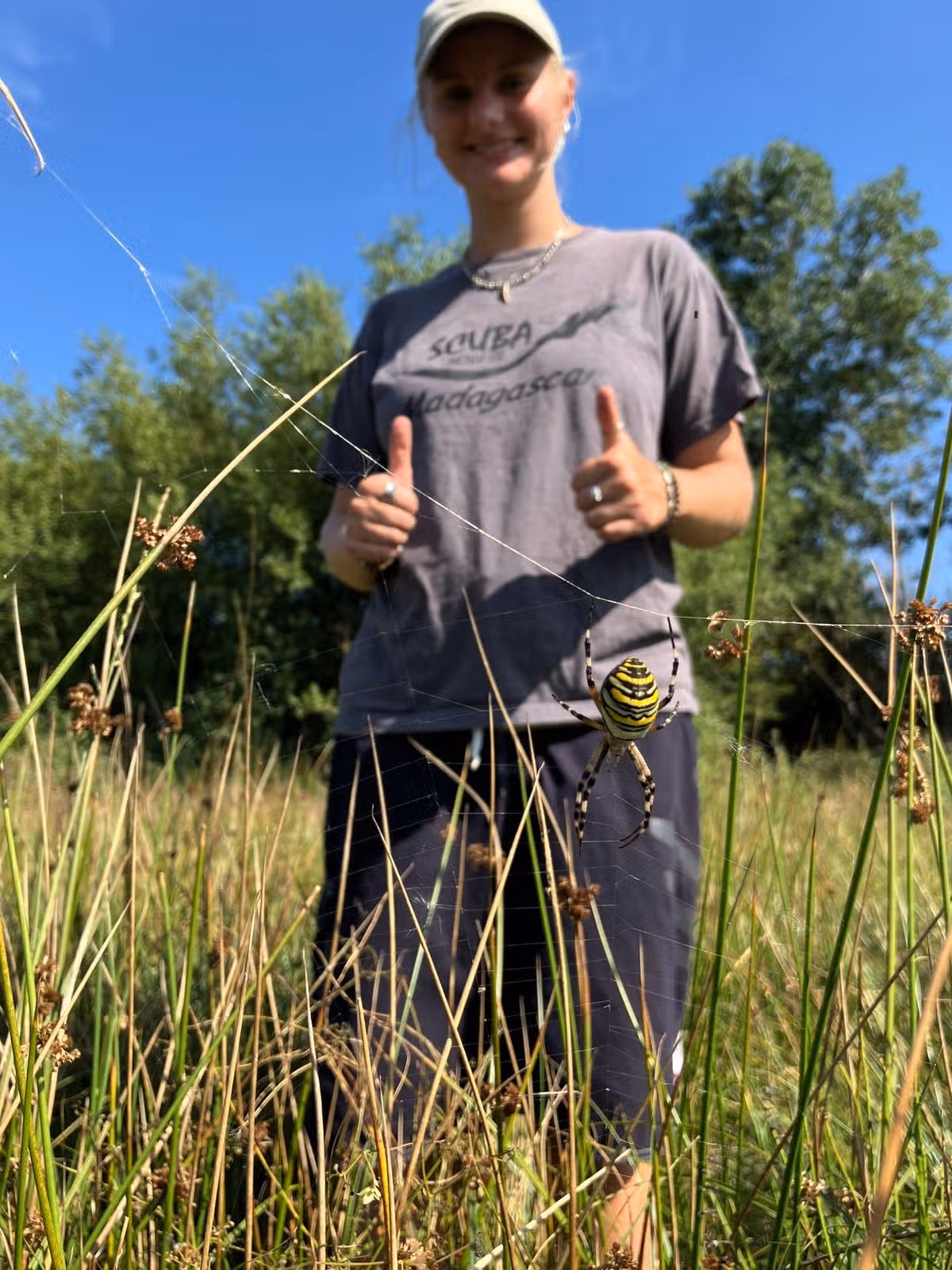 Wasp spiders are originally associated with warmer regions
