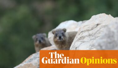 How the fate of a small furry animal reveals the ecological tragedy of Israel’s war on Lebanon | Hisham Younes