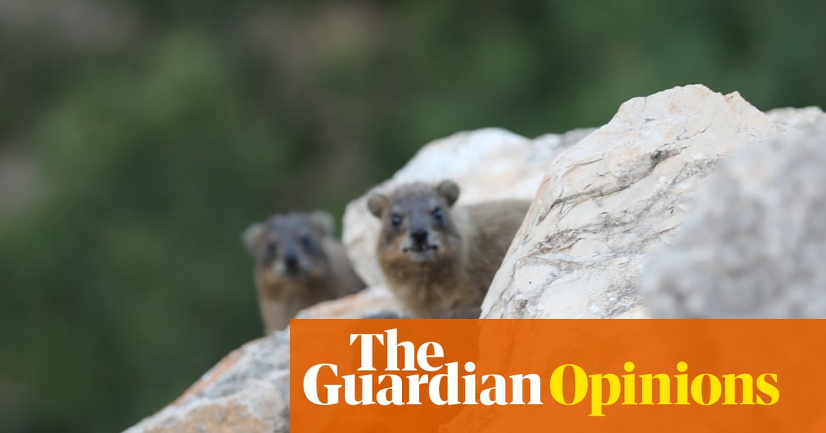 How the fate of a small furry animal reveals the ecological tragedy of Israel’s war on Lebanon | Hisham Younes