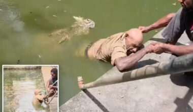Crocodile chomps on handler's legs as he fights for his life