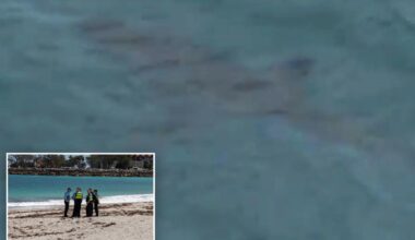 Shark kills swimmer off Australian beach as witnesses recall seeing 'pool of blood'