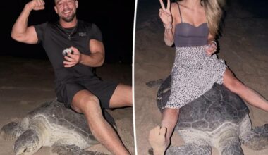 Couple sparks global fury after riding egg-laying sea turtle