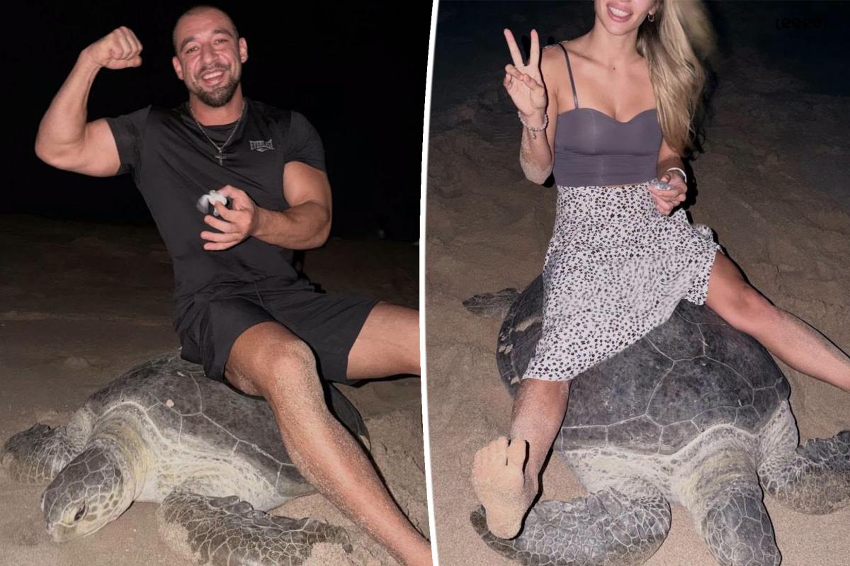 Couple sparks global fury after riding egg-laying sea turtle