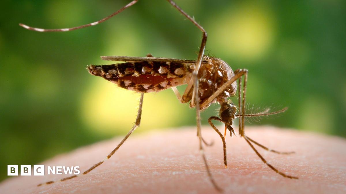 A close-up of an Aedes aegypti mosquito