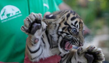 A Critically Endangered Species Is Having a Moment