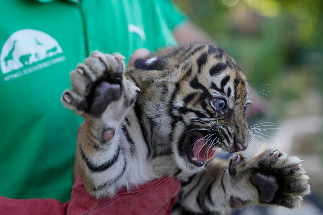 A Critically Endangered Species Is Having a Moment