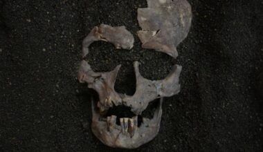 It's Oldest Evidence of Habitual Drug Use—and the Damage