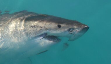 Rare Shark Attack in Quebec 'Happened in a Flash'