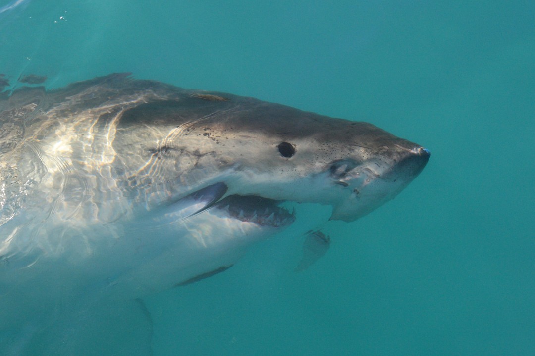 Rare Shark Attack in Quebec 'Happened in a Flash'