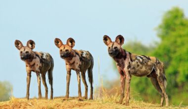 In Trip Out of a 'Disney Movie,' Wild Dogs Smash a Record
