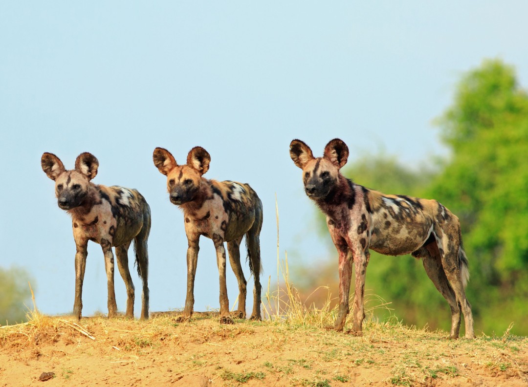 In Trip Out of a 'Disney Movie,' Wild Dogs Smash a Record