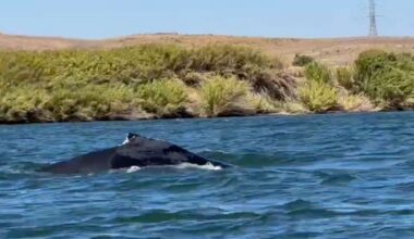 Humpback Whale Spotted 60 Miles From Ocean