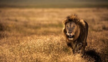 Ten Lions Found Dead in Park May Have Been Poisoned