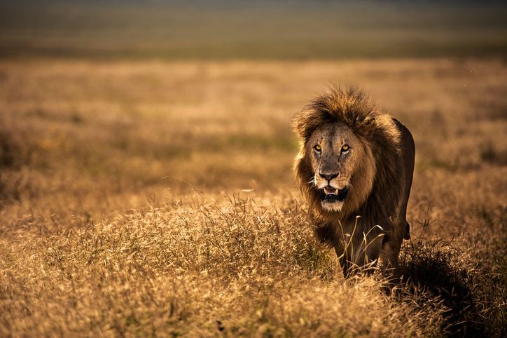 Ten Lions Found Dead in Park May Have Been Poisoned