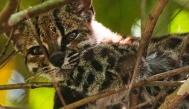 Newly Identified Tiny Wild Cat Does Not Like His Celebrity