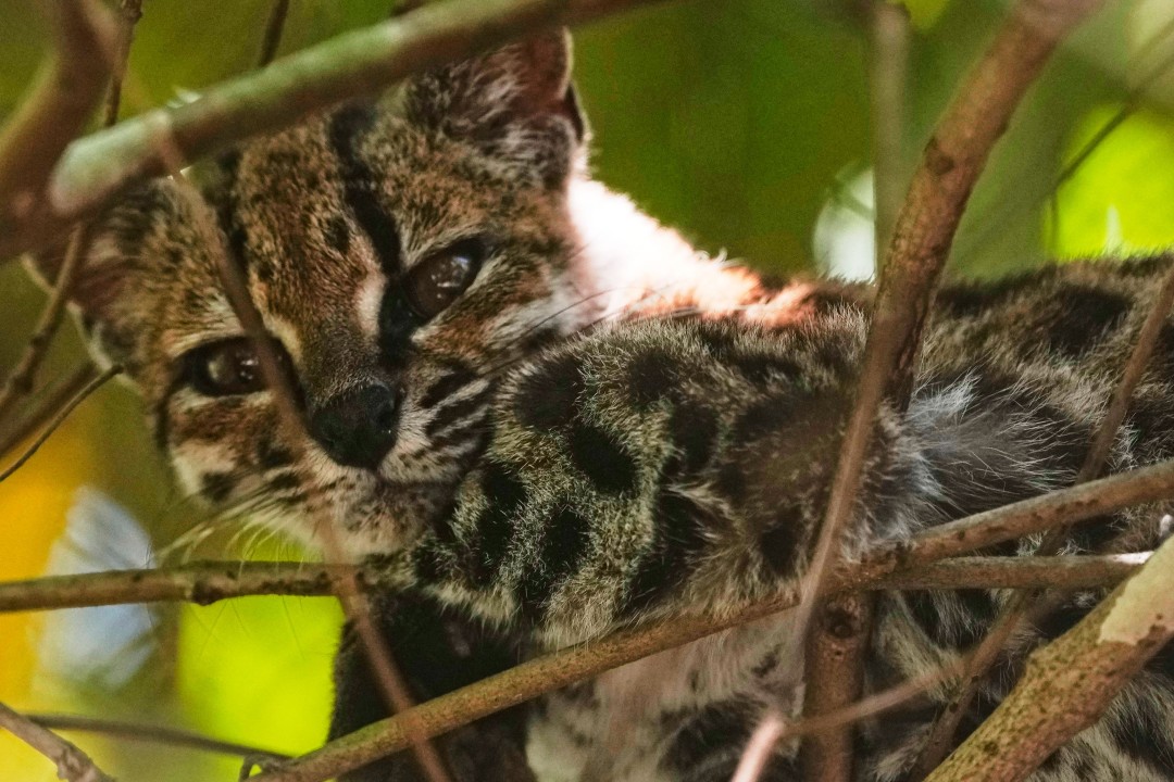 Newly Identified Tiny Wild Cat Does Not Like His Celebrity