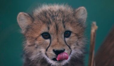 Cheetah Quints Aced Their Early Trials