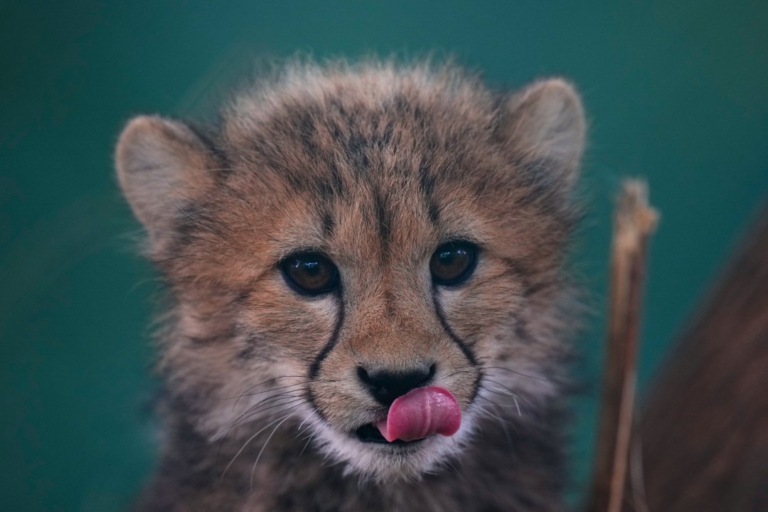 Cheetah Quints Aced Their Early Trials