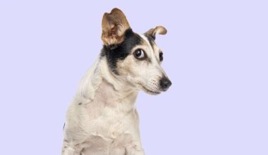 Dogs Have a 'Consonant Bias'