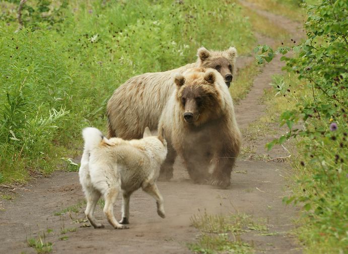 Study Upends Usual Narrative in Dog-vs-Bear Fights