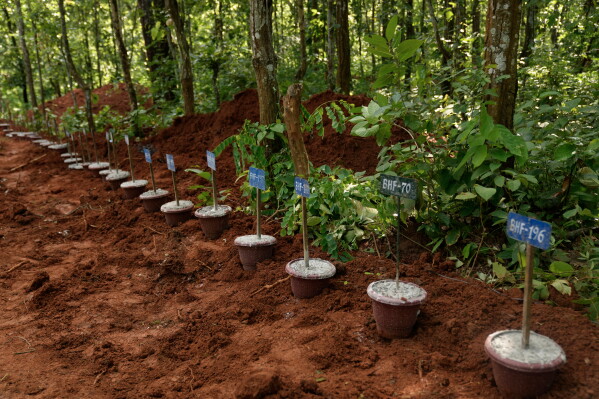 Numbered identification tags placed inside pots mark the graves of flash flood victims at a mass burial site in Chitwan, Nepal, Monday, Aug. 31, 2026. (AP Photo/Dar Yasin)