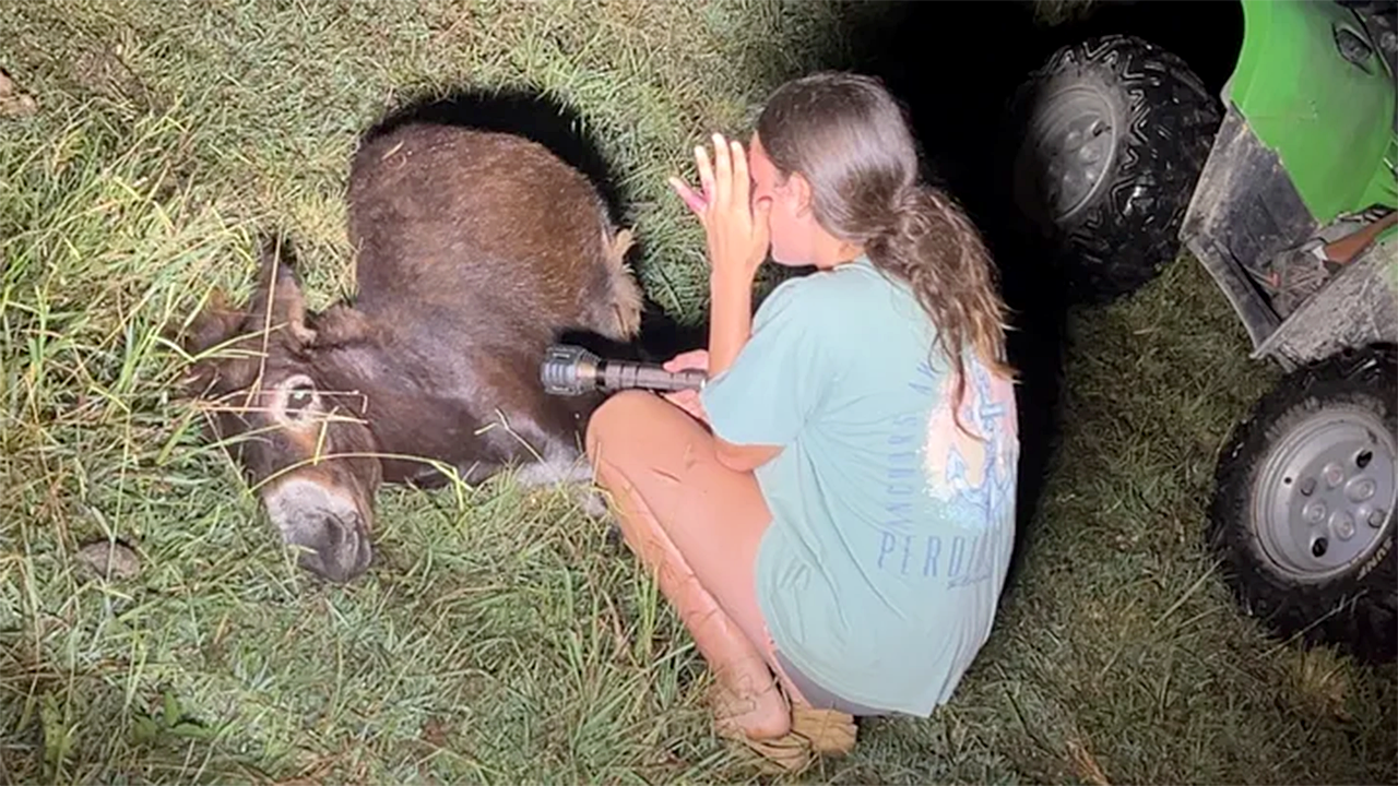 Cops fatally shoot beloved baby donkey during search for missing child