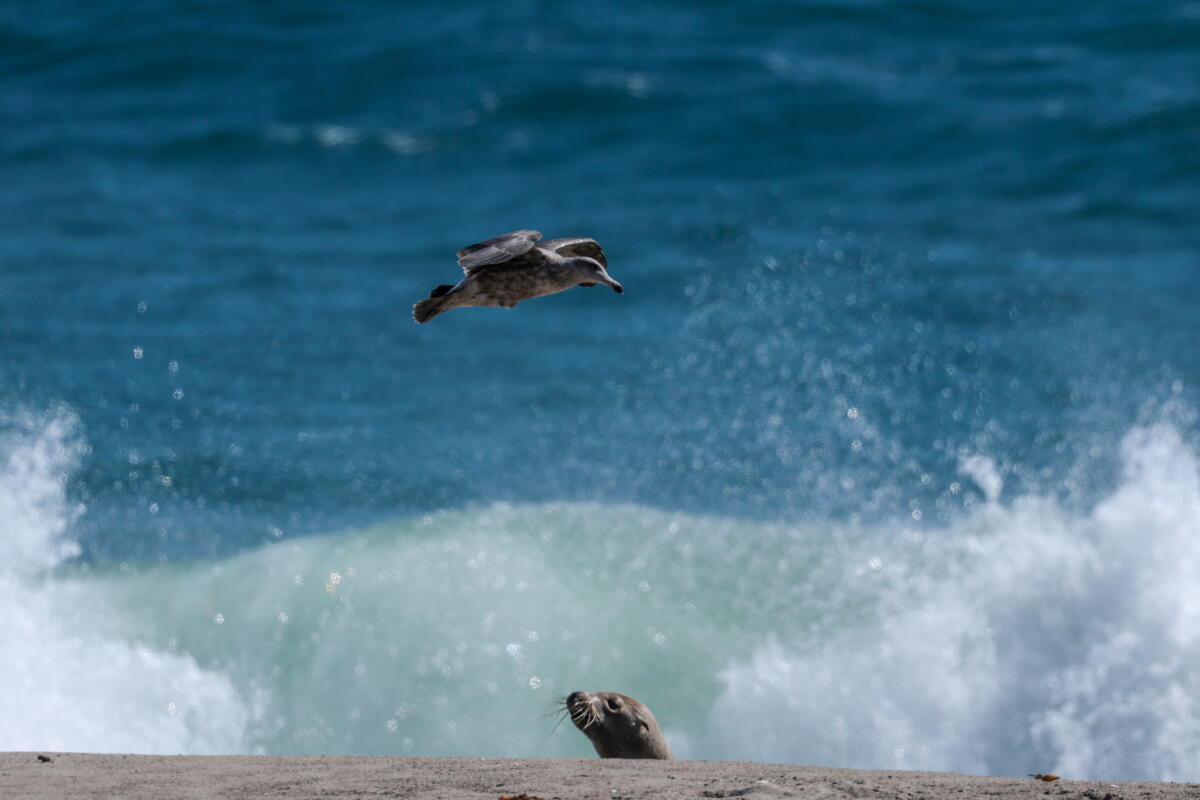 Birds fly near crashing waves.
