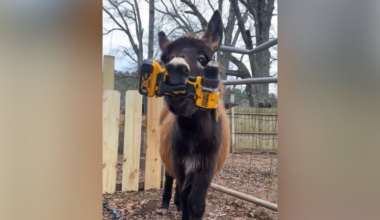 Cedartown police officer shoots and kills pet donkey during missing child search