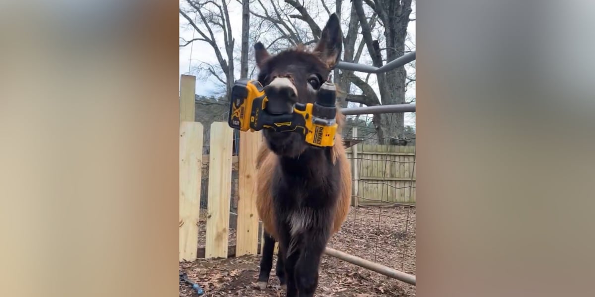 Cedartown police officer shoots and kills pet donkey during missing child search