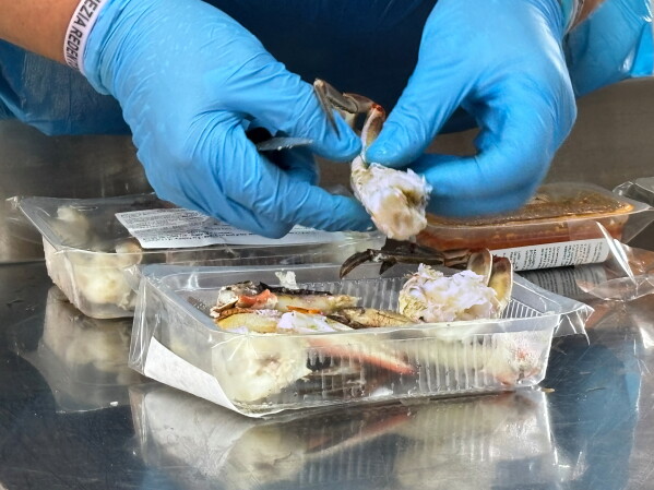 Stefania Marchesini prepares crabs fished fresh from the local Scardovari Lagoon at her restaurant Yogi in Porto Tolle, in Italy's Po River Delta, Aug. 21, 2026. (AP Photo/Colleen Barry)