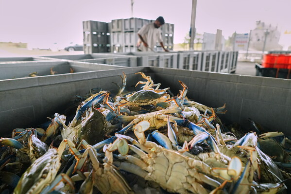 Blue crabs are seen inside a crate in a processing plant in Scardovari, in Italy's Po River Delta, Aug. 21, 2026. (AP Photo/Nicolo Lupone)