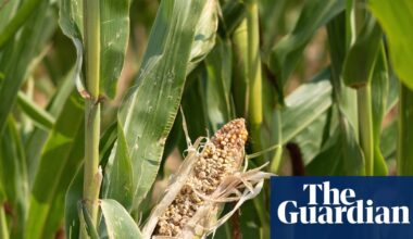 UK has not done enough to prepare for shocks to food supplies, says watchdog | Food & drink industry