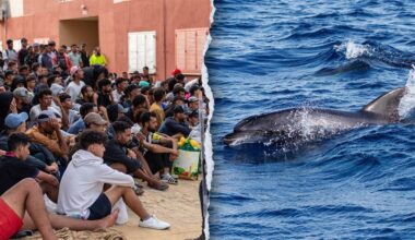 Dolphin calf reportedly killed by migrants in Spanish enclave Ceuta