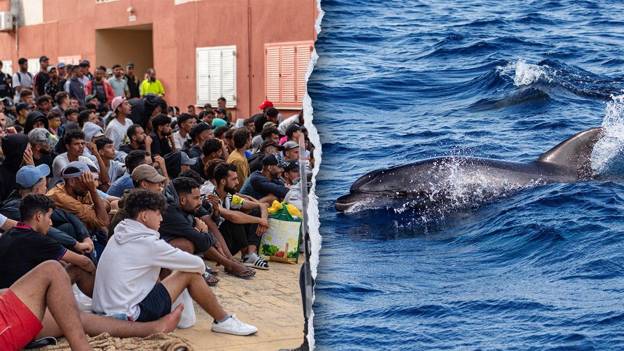 Dolphin calf reportedly killed by migrants in Spanish enclave Ceuta