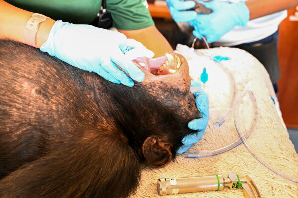 In this handout photo released by Humane World for Animals, a chimpanzee formerly used in research receives a comprehensive health check at a retirement sanctuary for chimpanzees, in Bapakwali, Liberia, on Aug. 25, 2026. (Humane World for Animals via AP)