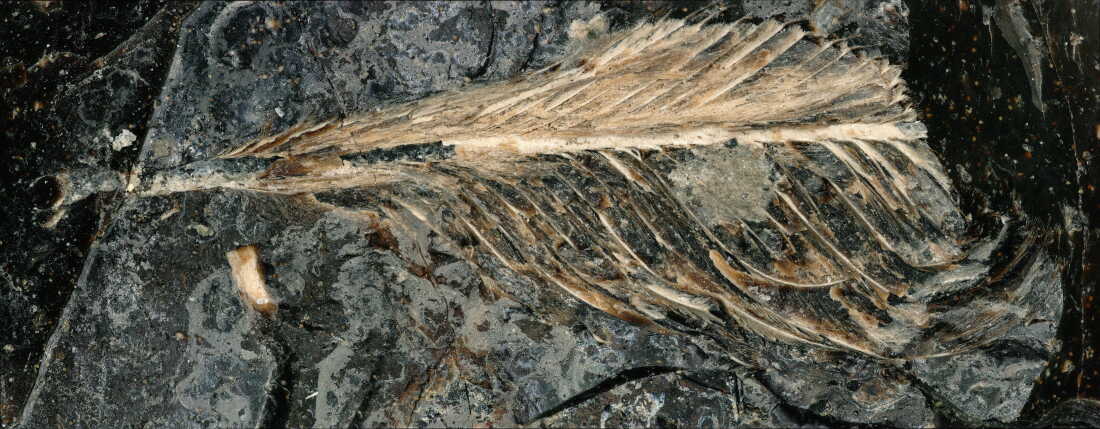 This fossilized feather dates back 66 million years to the late Cretaceous. “It is, without a doubt, the best feather we’ve ever found from the age of dinosaurs,” says Jingmai O’Connor, an associate curator at the Field Museum of Natural History.