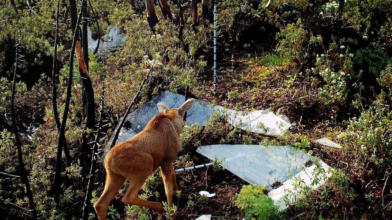 A caribou walks near a piece of destroyed research equipment in a forest.