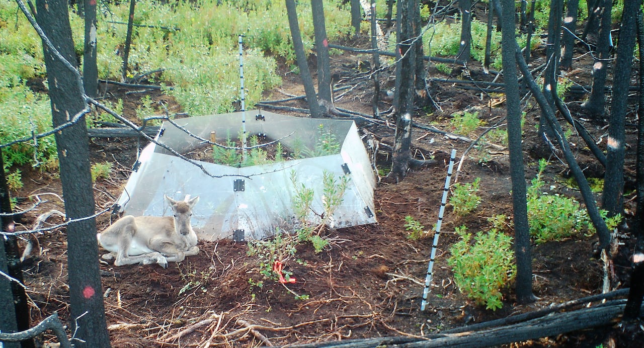 An caribou next to a plexiglass greenhouse in a forest.