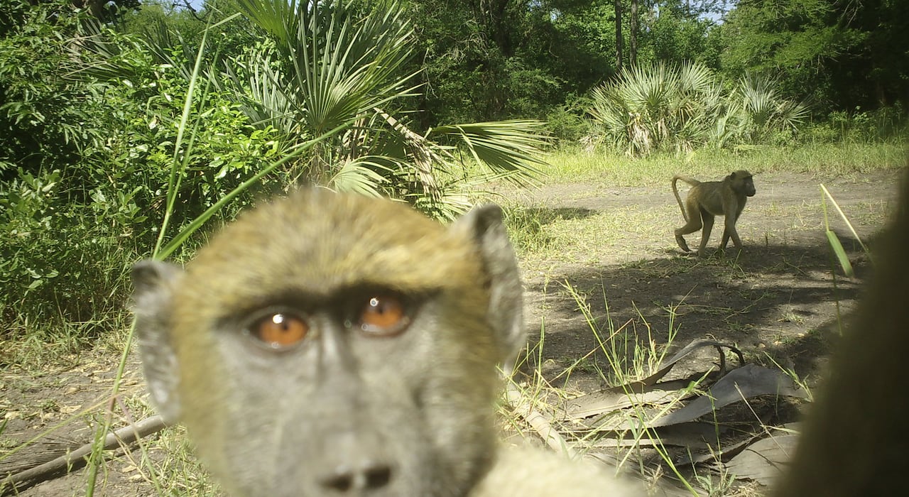 A monkey with his face close to the camera while another is in the background.