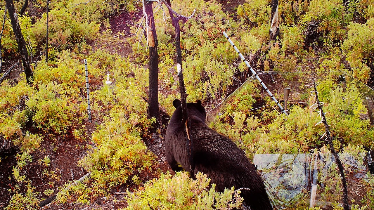 A bear walking in the woods with some destroyed research equipment next to it.