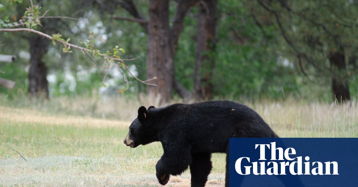 Sleeping teen and camper wounded as Colorado bear attacks reach record high | Colorado