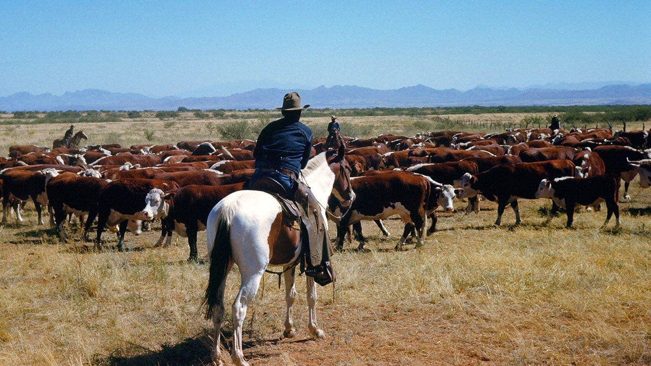 Trump beef imports anger US cattle ranchers as herd hits 75-year low