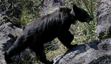 Black bear euthanized in Grand Teton National Park after visitors repeatedly leave food behind