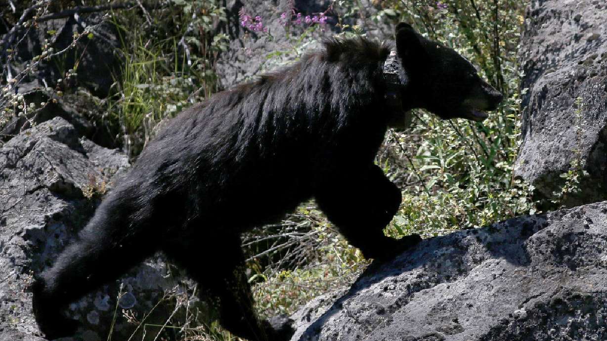 Black bear euthanized in Grand Teton National Park after visitors repeatedly leave food behind